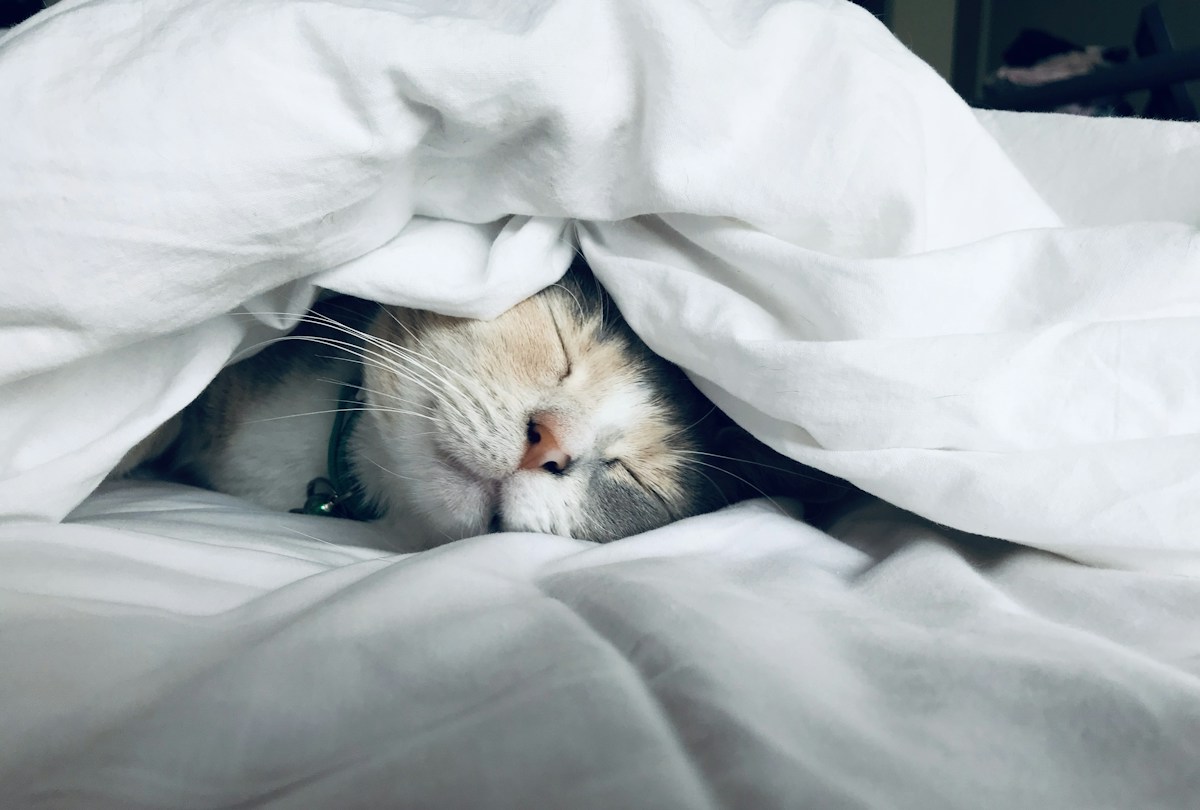 Polysomnography neuroimaging and nocturnal sleep architecture